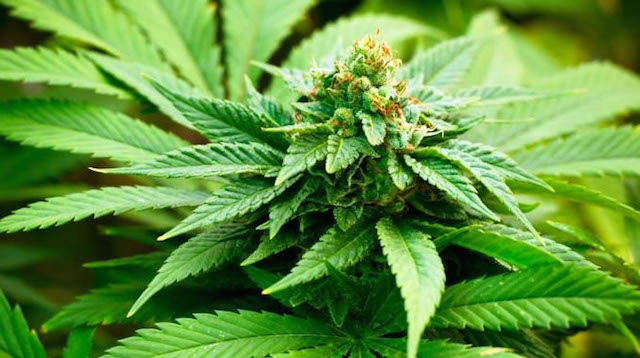 'Hundreds' seek private clinics for medical cannabis