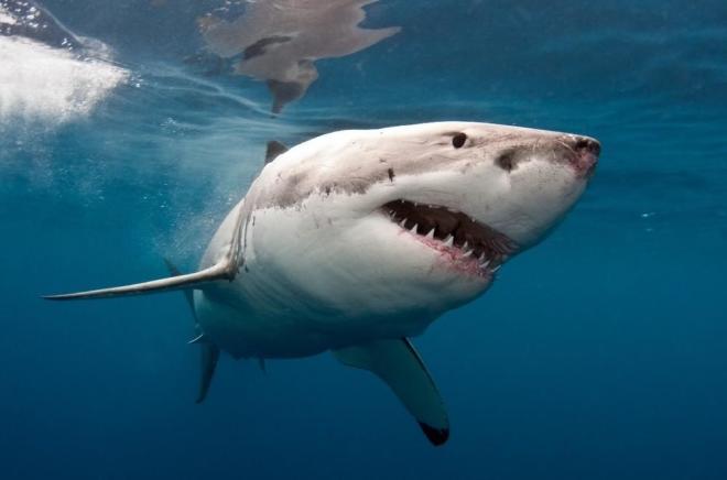 Shark leaps out of lake at Richmond River - Video