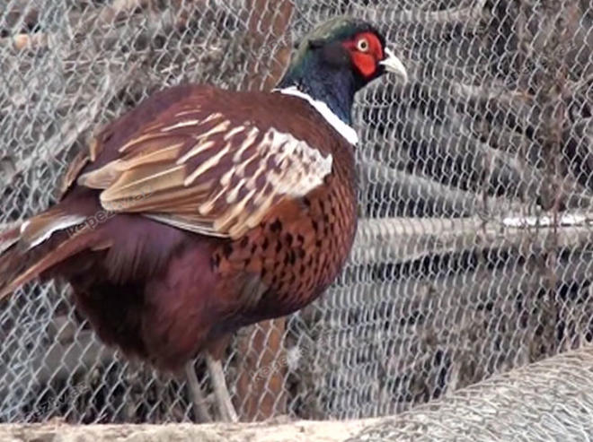 Turistlər ölkəmizdə "Qırmızı kitab"a düşən quşları ovlayırlar?