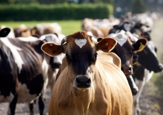 Azərbaycan mal-qara idxalını kəskin azaltdı