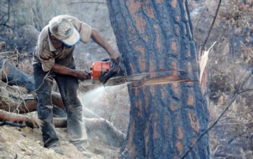 Kənd sakinləri: Meyvə ağaclarını da kəsib yandırmışıq... - Video