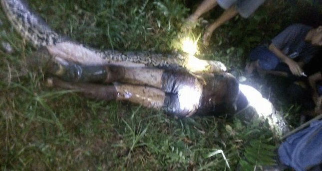Missing Indonesian farmer's body found in belly of snake