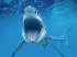 Swimmer dies after being bitten by shark in Australia