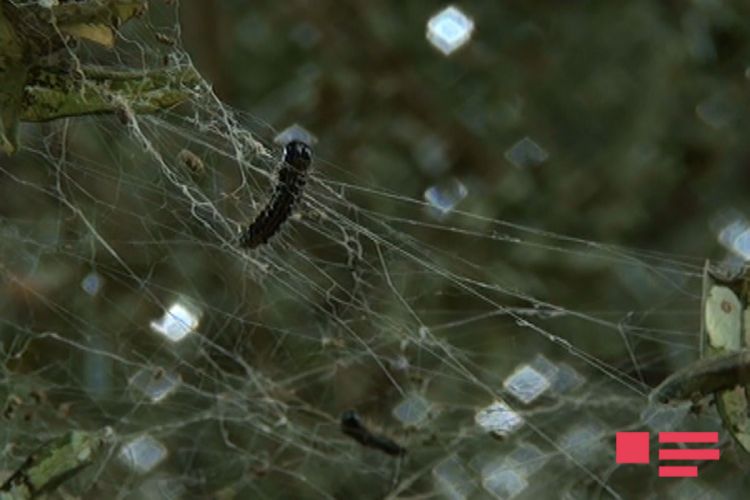 «قیرمیزی کیتاب»آ دوشن آغاجلار محو اولور - فوتو