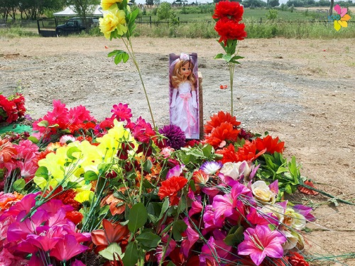 Zəhrasız qalan gəlincik... - Fotoreportaj