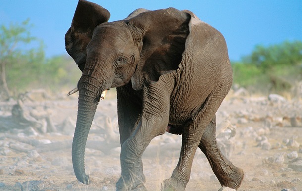 Elephant kills 2 foreign tourists