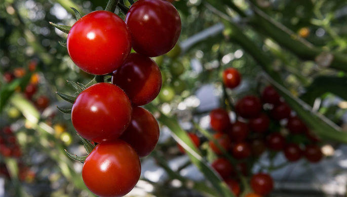 Why tomato puree might improve male fertility