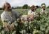 Afghanistan’s poppy cultivation falls near zero