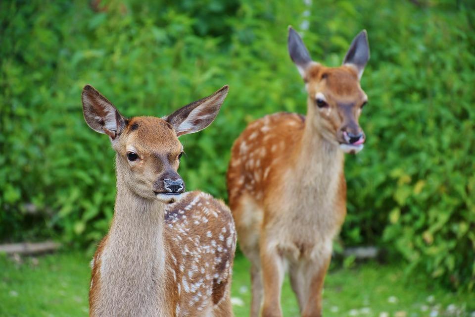 Curious deer with no fear - Video