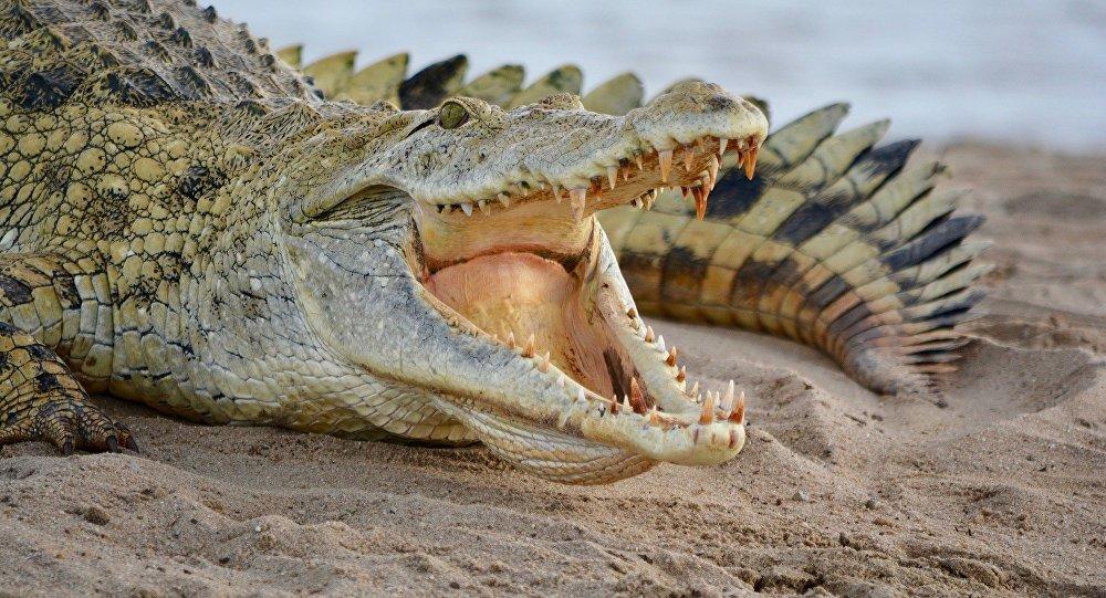 Girl savaged by killer crocodile in Australia - Video