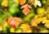 Azerbaijan welcomes autumn season