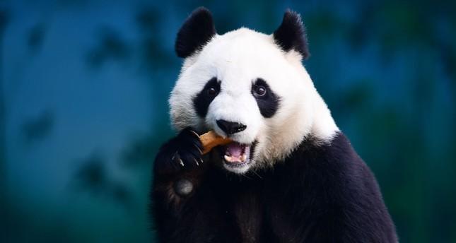 Hong Kong’s twin panda cubs to make first public outing