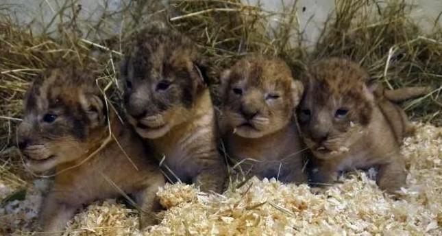 Sweden zoo admits killing heathy lion cubs