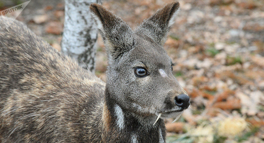 'Vampire deer' expose its fangs in the Russian far east - Video
