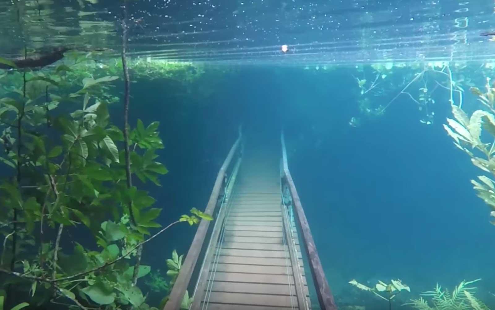 Underwater Forest in Brazil - Video/Photo