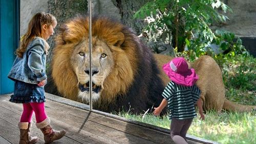 Lion plays with fearless baby zoo visitor -