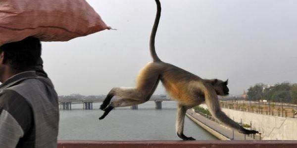 There is a war of monkeys in this city -