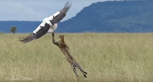 Bird makes miraculous escape from hungry leopard - Video