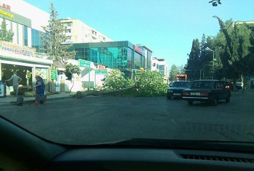 Güclü külək Bakıda xeyli ağacı aşırdı