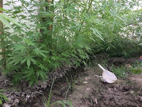 Kürdəmir sakinindən 29 kq narkotik götürüldü - Video