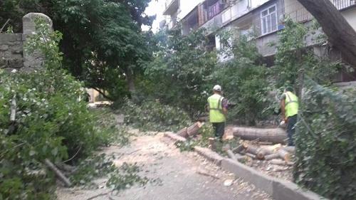 Ветер в Баку повалил 7 деревьев