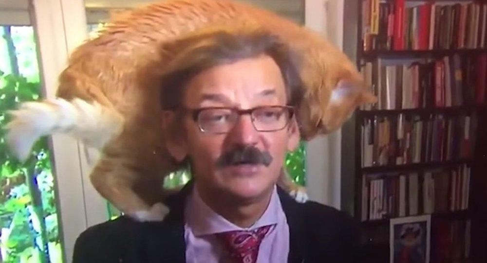 Cat steals the show during political scientist's live interview