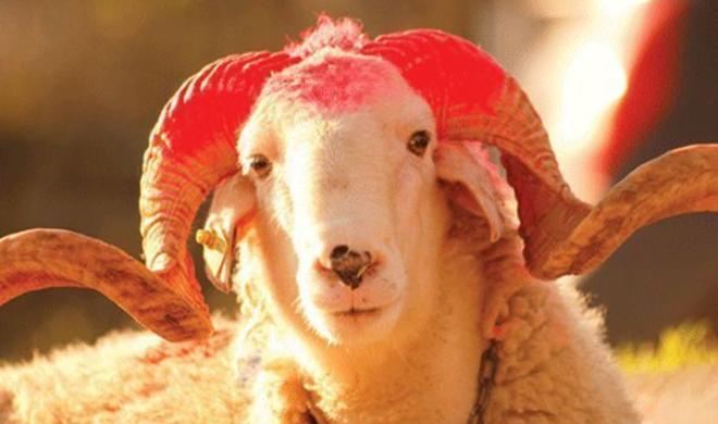 Qurbanlıq qoyunlar bahalaşıb?