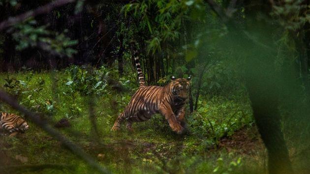 Tokayev Putinlə razılaşdı, 4 pələng veriləcək