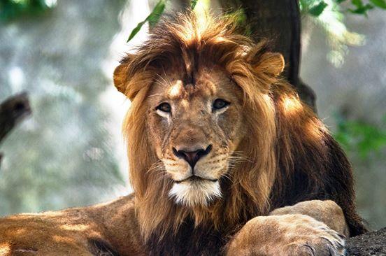 Horrifying moment when lion attacks trainer -