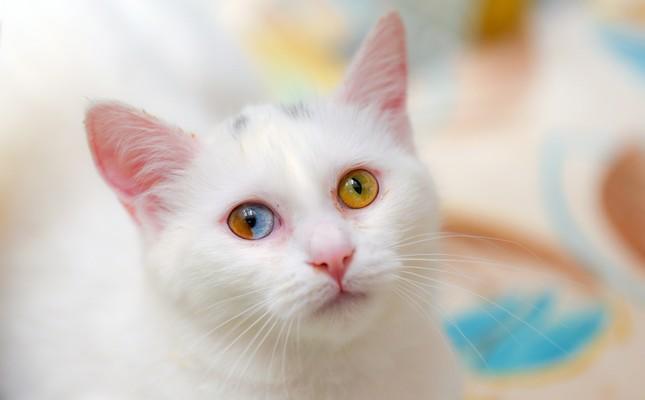 Van cat with two colors in one eye excites researchers