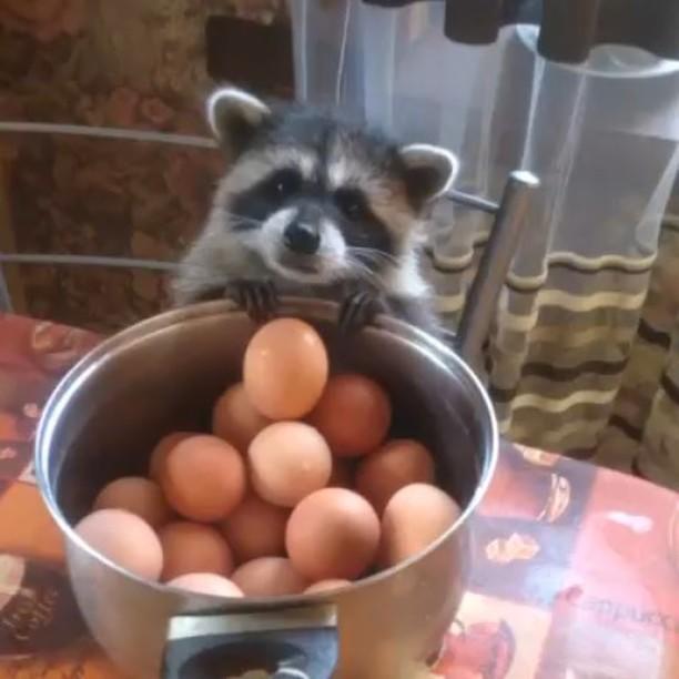 Cutest thief: Raccoon wants to steal egg