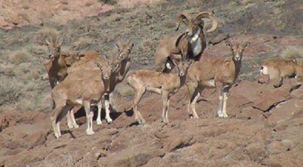 غربی آذربایجان ایالتینده ساری مارالین نسلی توکنیر