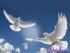 September 21 marks International Day of Peace