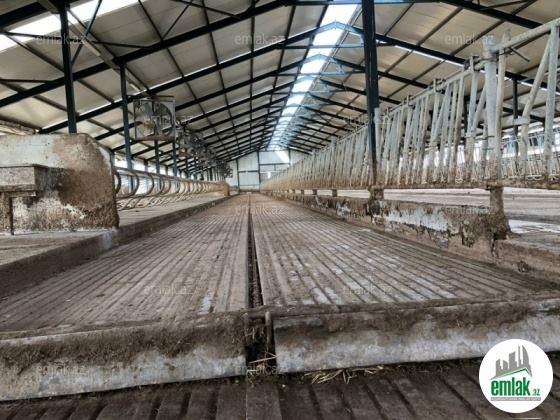 Silahlılar 62 baş xırdabuynuzlu heyvanı belə oğurladı - Video