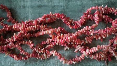 راز بقای مرجان‌ها