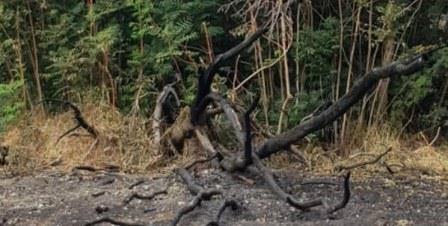 Məşhur "Pitomnik bağı" ləğv edilir? - Rəsmi