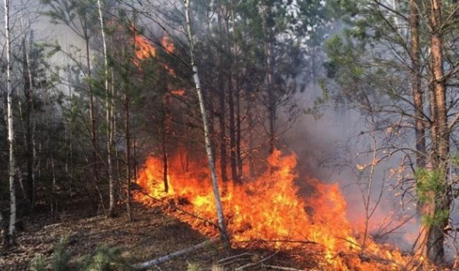 Chernobyl wildfire expands beyond 1,100 hectares -