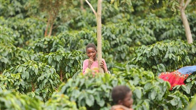 Coffee growers help reforest Africa, Mozambique
