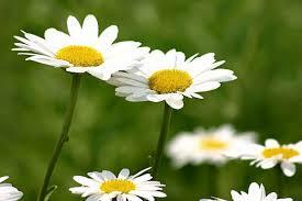 Ağırgərhanın bilmədiyiniz faydaları