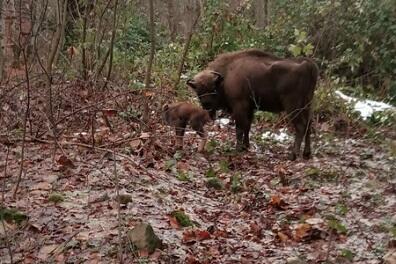 Şahdağ Milli Parkında zubr balası dünyaya gəldi - Foto