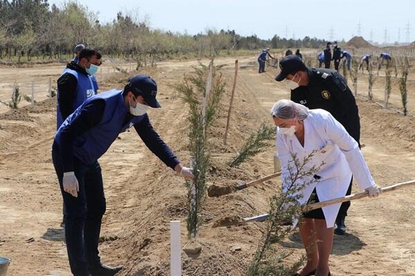 Bu zavodun ərazisində yaşıllıq salındı - Foto