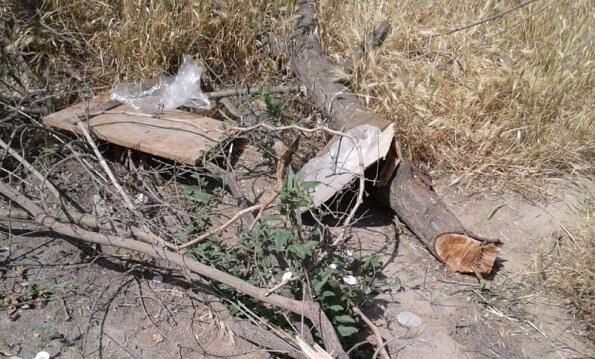 Lerikdə ağacları kəsən şəxs cəzalandırıldı