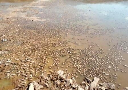 Azərbaycanda bənd qurudu, balıqlar tələf oldu - Foto