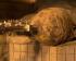 WWII bomb discovery forces evacuation in Plymouth