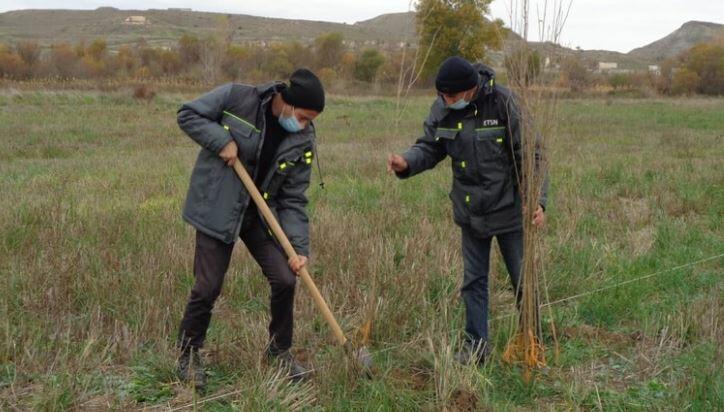 Qubadlıda Şərq çinarları əkildi, tut bağı salındı