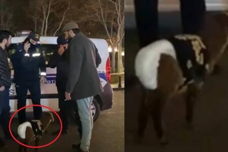 Bakının mərkəzində quzu gəzdirilməsi... - DİN-dən reaksiya