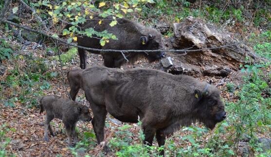 İstirahət mərkəzində zubra işgəncə verilir? - Açıqlama