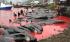12 killer whales found dead on New Zealand beach