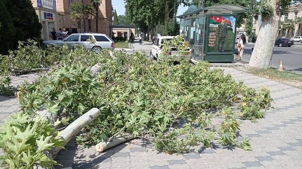 Mingəçevirdə güclü külək 15 ağacı kökündən qopardı