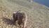 Brown bear spotted in Kalbajar village area -